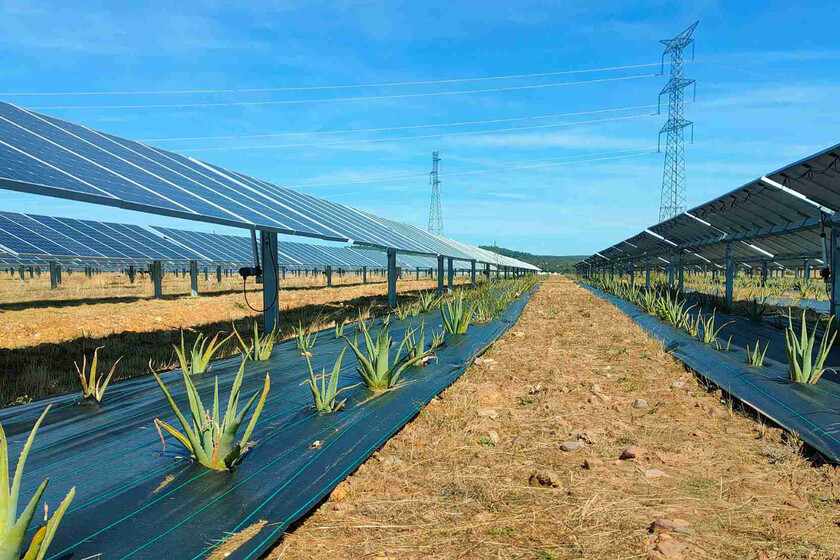 Agrovoltaica en México: sombra para el cultivo y energía sin quitar tierra