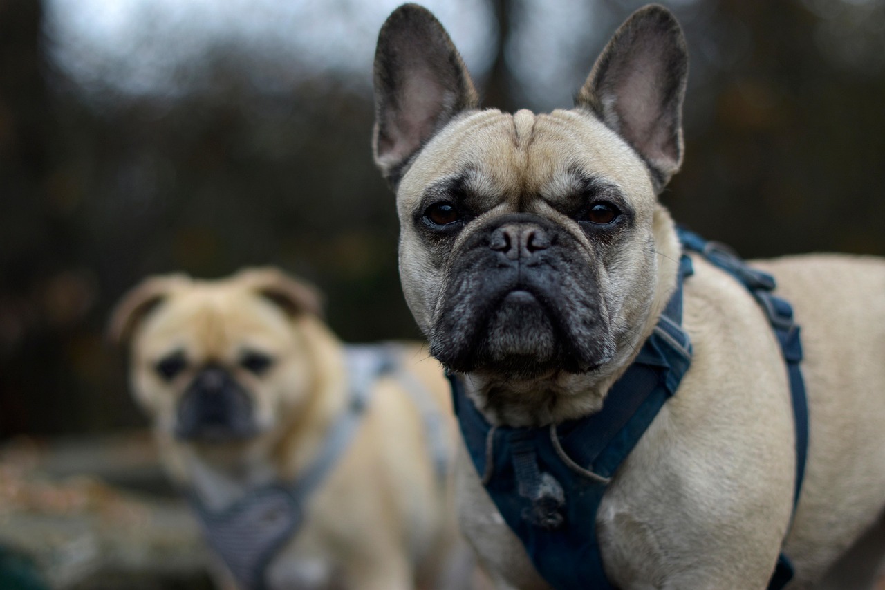 dog, animal, pet, pure breed, french bulldog, flat face, short nosed, harness, nature, portrait, posing, cute dog, adorable puppy