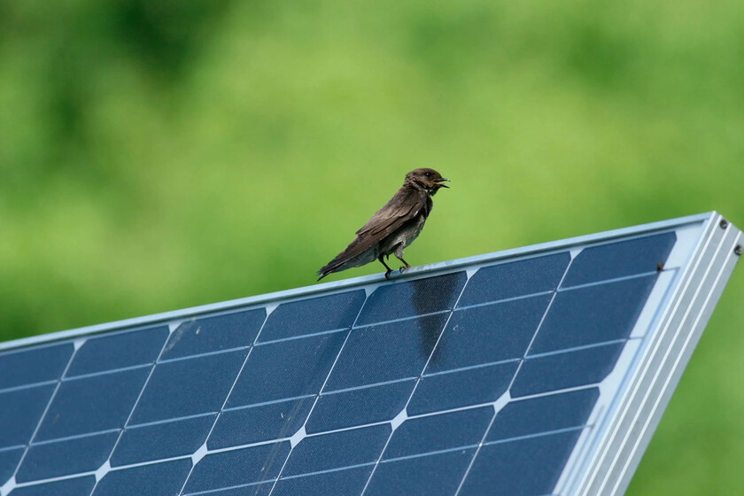 Estudio con IA muestra que parques solares no son una trampa para las aves