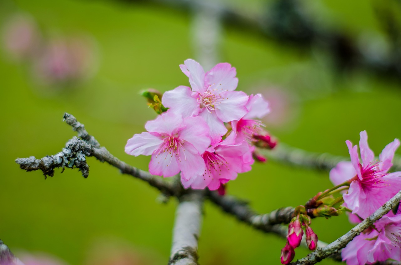 flores, rosa, floral, romantico, rosado, verde, florecer, flora, floreciente, flower wallpaper, beautiful flowers, enamorado, florero, decoracion, flower background, hermosa, flower, decoration, sparkle, bouquet, decor, pink, wedding, nature, tulip, gratis, instagram