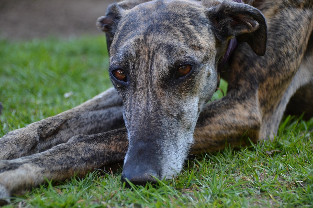 dog, galgo, animal, espanol, pet, portrait